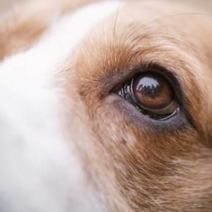 capacitacion en oftalmologia veterinarios