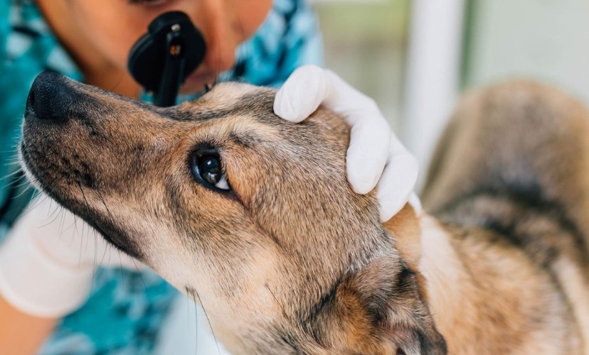 oftalmologia veterinaria formacion